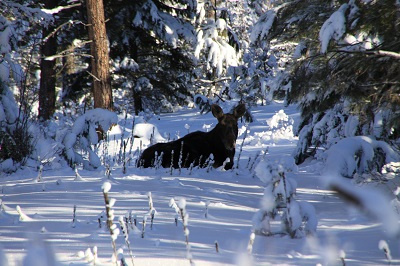 Moose
